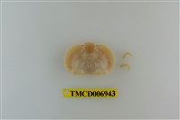 藏品(細齒奇淨蟹)的圖片